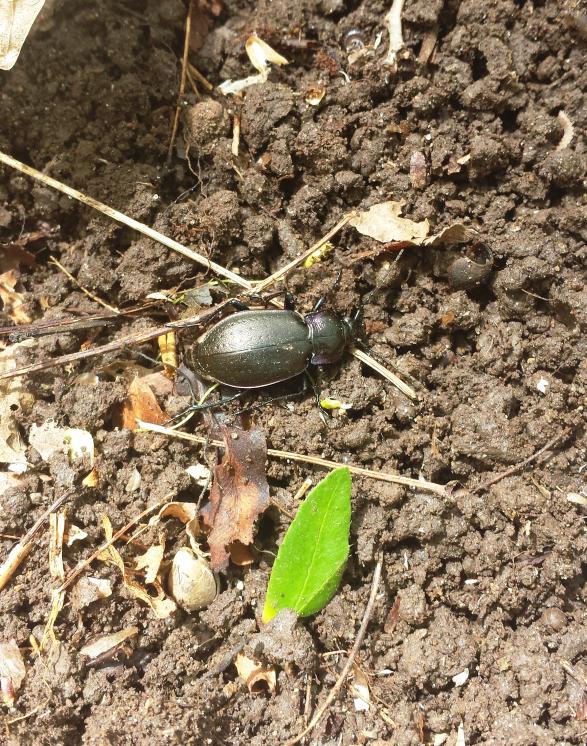Name:  beetle in the dirt.jpg
Views: 565
Size:  149.2 KB