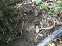 SEPT 3RD 2 MORE COPPERS 66 ON THE YEAR 004.jpg