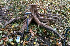 tree trunk.JPG