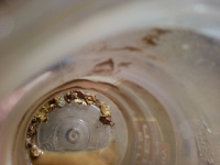 gold trip 011.jpg.png